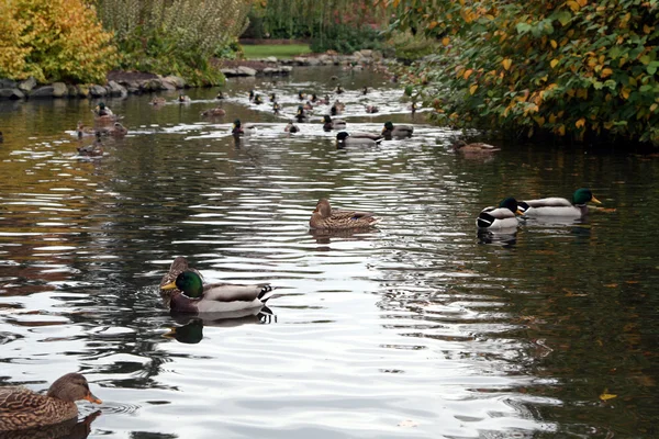 Enten — Stockfoto