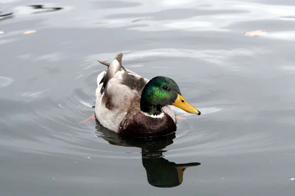 stock image Duck