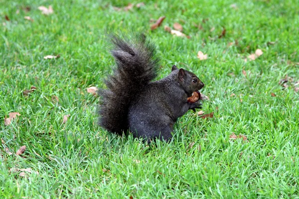 L'écureuil noir mangeant châtaignier — Photo