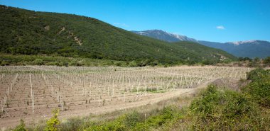 çiftlik genç vineyard.ukraine Kırım