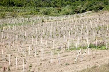 çiftlik genç vineyard.ukraine Kırım