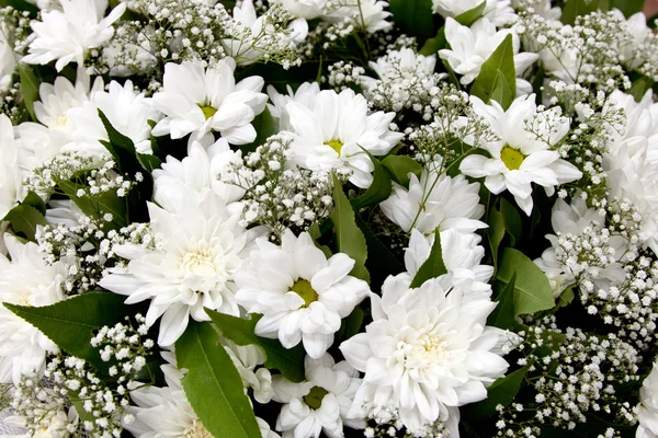 Bílé květy pozadí, camomiles — Stock fotografie