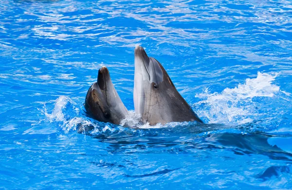 Pareja de delfines bailando — Foto de Stock