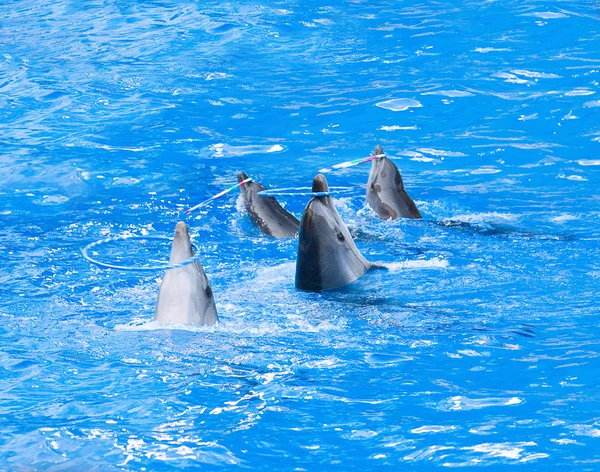 Пара дельфинов танцуют — стоковое фото