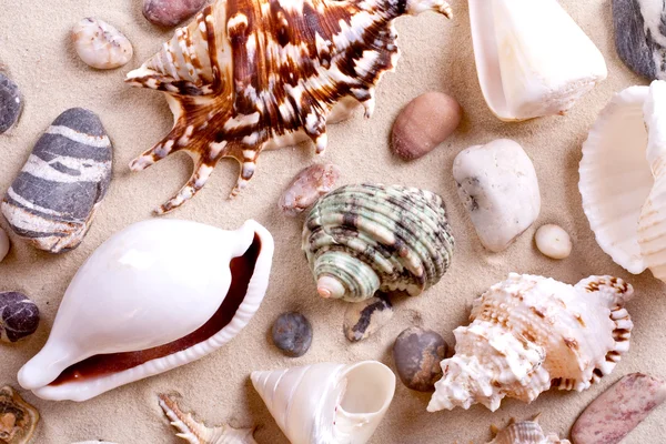 stock image Seashells in sand