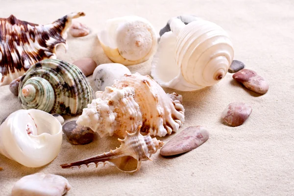 stock image Seashells in sand