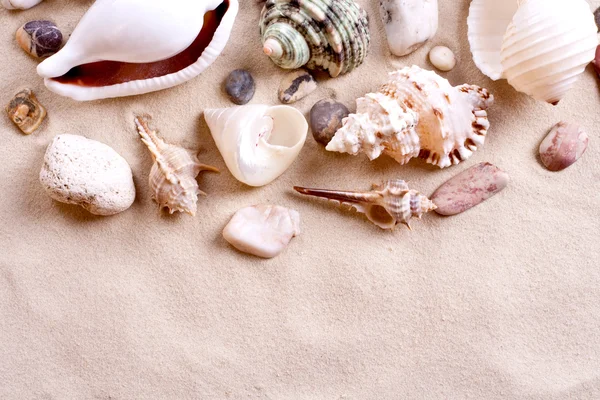 stock image Seashells in sand