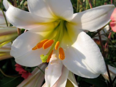 Beautiful white lily clipart