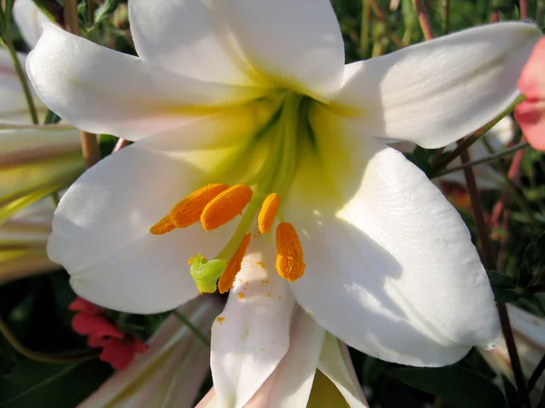 stock image Beautiful white lily