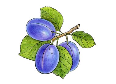 Three plums on a branch with leaves clipart