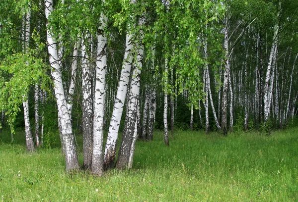 Vidoeiros em uma floresta de verão — Fotografia de Stock
