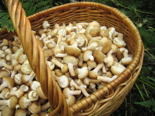 Eatable mushrooms in the big basket — Stock Photo, Image