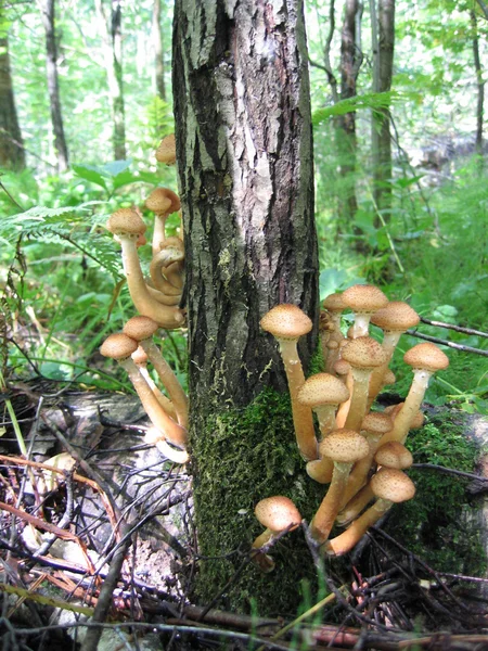 Медові гриби, що ростуть на дереві — стокове фото