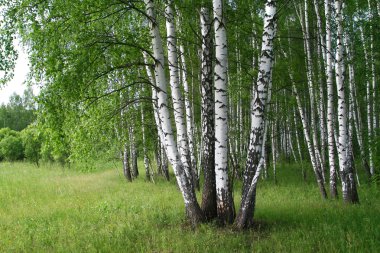 Birch trees clipart