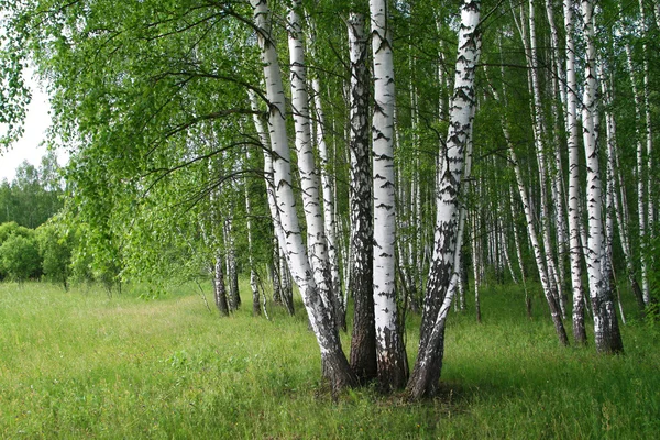 Birch trees — Stock Photo, Image