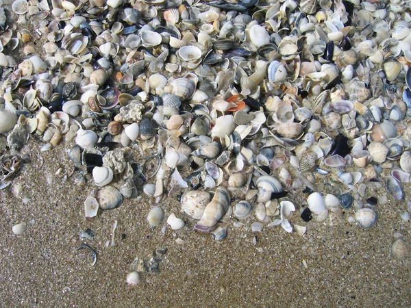 Раковины на пляже — стоковое фото