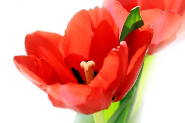 Red tulips clipart