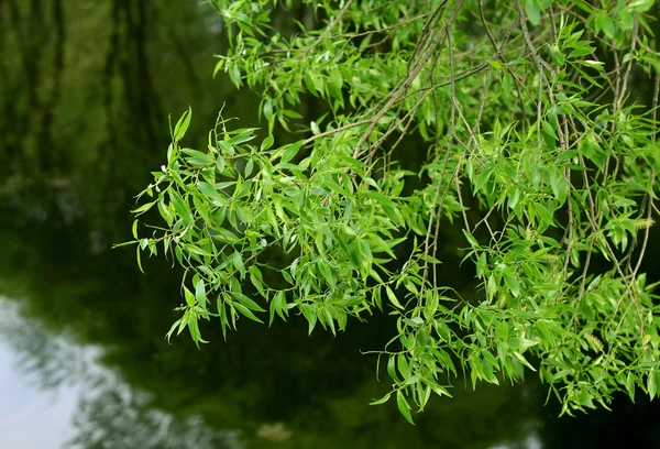 Pobočka willow Tree — Stock fotografie