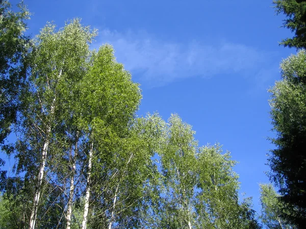 Blauwe hemel en berken bomen — Stockfoto