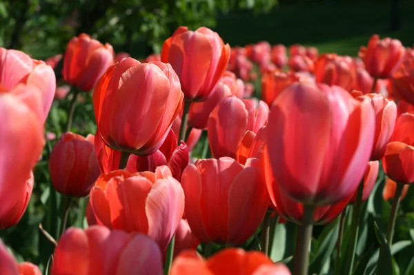 Closeup of beautiful tulips — Stock Photo, Image