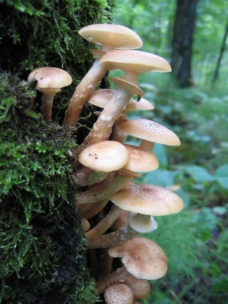 Honey mushrooms growing at tree — Stock Photo, Image