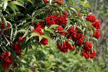 Bush with red berries clipart