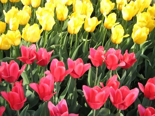 Krásné tulipány pozadí — Stock fotografie