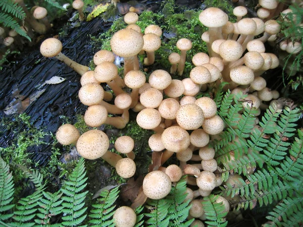 Медовые грибы — стоковое фото