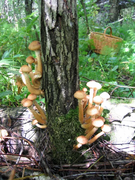 Las setas de miel que crecen en el árbol —  Fotos de Stock