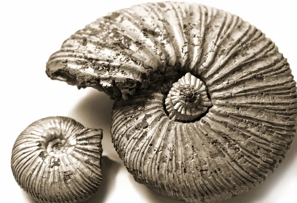 Ammonite fossilizzata — Foto Stock