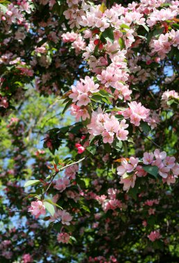 Branch of a blossoming tree clipart