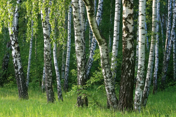 Huş ağaçları — Stok fotoğraf