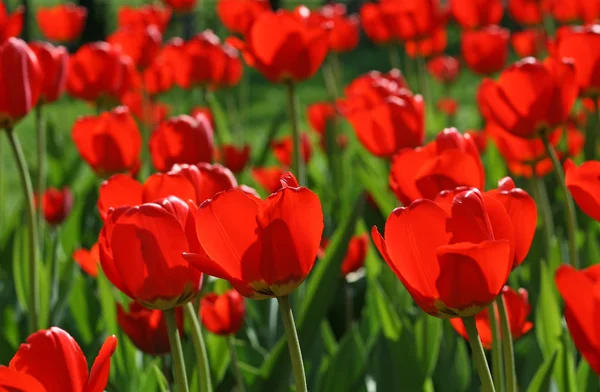 Mooie rode tulpen achtergrond — Stockfoto