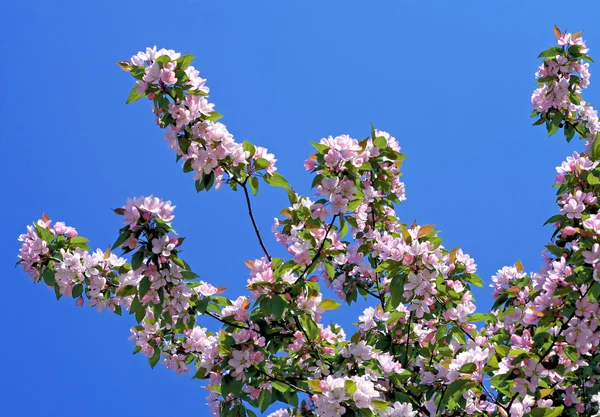 Ветка цветущего дерева на голубом небе — стоковое фото