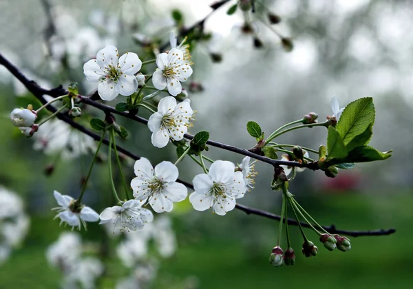 Kukkivan puun oksa — kuvapankkivalokuva