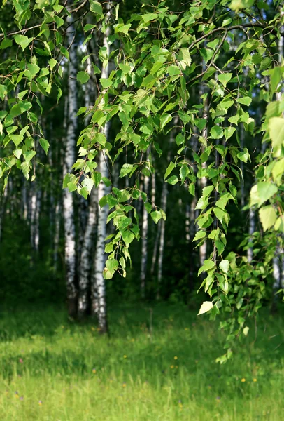 stock image Branch of a birch tree