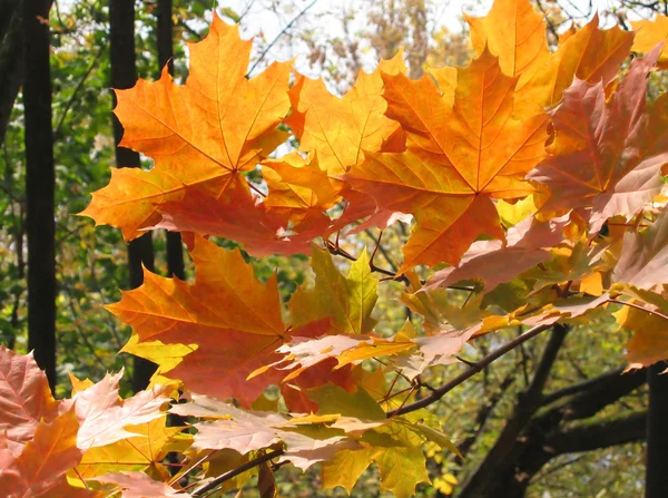 Autumn leaves of maple tree — Stock Photo, Image