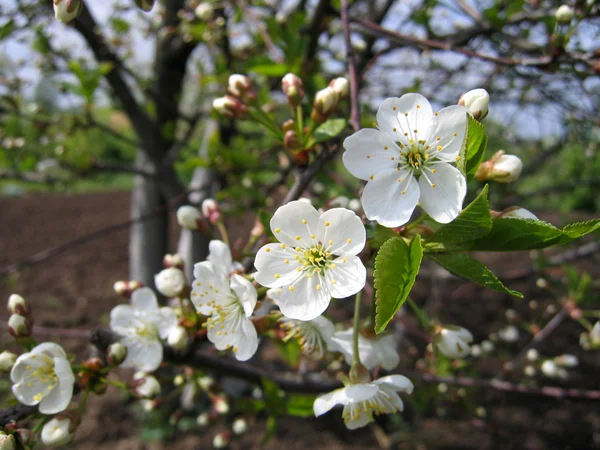 Blossoming tree — Stock Photo, Image