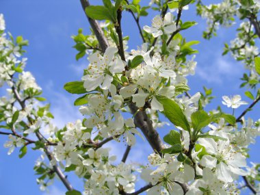 Spring tree in bloom clipart