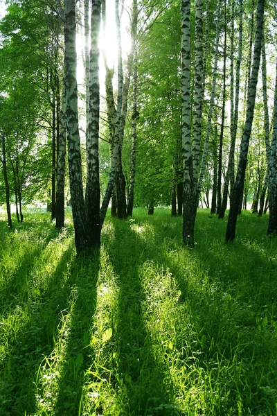 Huş ağaçları ve güneş — Stok fotoğraf