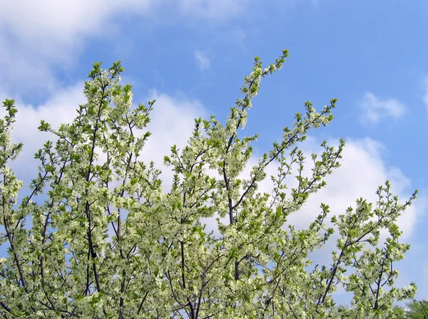 Springtime tree in bloom — Stock Photo, Image