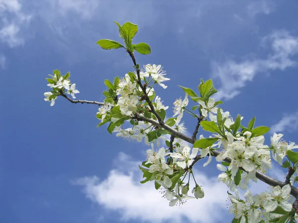 Ветвь цветущего дерева — стоковое фото