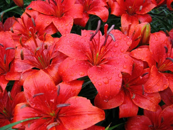 Červené lilie s kapkami deště — Stock fotografie