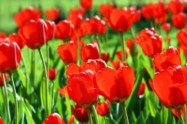 Red tulips clipart