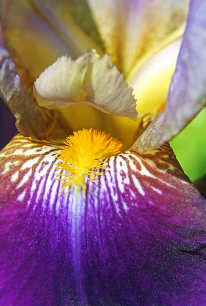 Красивый цветок радужки — стоковое фото