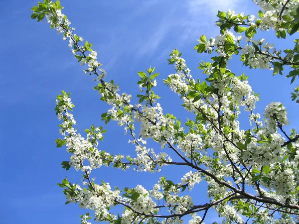 Zweig eines blühenden Baumes — Stockfoto