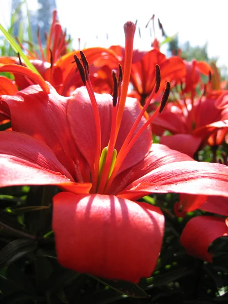 Krásné červené lilie — Stock fotografie