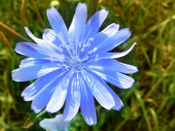 Flower of blue chicory — Stock Photo, Image