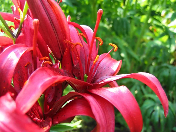 Beautiful lily flowers — Stock Photo, Image