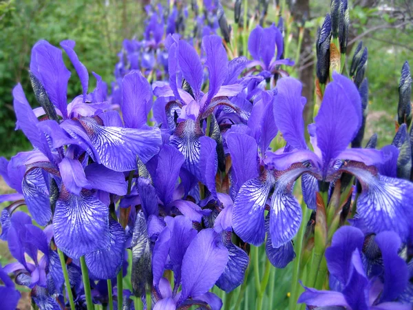 Irisblüten — Stockfoto